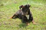 Liver and tan (choco) Jack Russell dekreu Boris (russel), 3 tot 5 jaar, Reu, Nederland, Eén hond