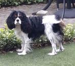 Cavalier King Charles Spaniel Dekreu, Dieren en Toebehoren, Honden | Dekreuen, Particulier, Rabiës (hondsdolheid), 1 tot 2 jaar