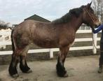 Trekpaard, Dieren en Toebehoren, Recreatiepaard, Meerdere dieren, Gechipt, Niet van toepassing