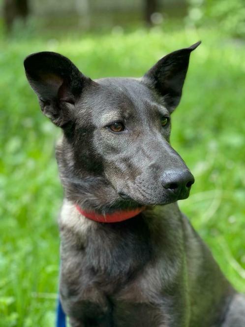 Hond, Dieren en Toebehoren, Honden | Niet-rashonden, Middel, Teef, Particulier, Eén hond, Buitenland, 1 tot 2 jaar, CDV (hondenziekte)