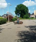 Hondenoppas Douwe Hurdegaryp, Diensten en Vakmensen, Dieren | Honden | Verzorging, Oppas en Les, Pension of Dagopvang