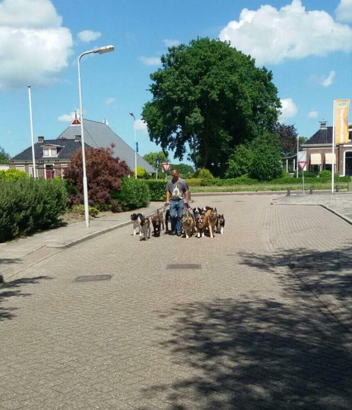 Hondenoppas Douwe Hurdegaryp, Diensten en Vakmensen, Dieren | Honden | Verzorging, Oppas en Les, Pension of Dagopvang