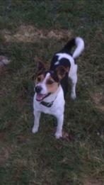 Super mooie 3 kleurige Boerenfox dekreu, Dieren en Toebehoren, Rabiës (hondsdolheid), Reu, Eén hond, 3 tot 5 jaar