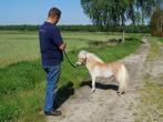 Schitterende minipaardjes, Meerdere dieren, Gechipt, Niet van toepassing