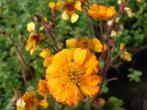 oranje / geel / rood bloeiende vaste planten