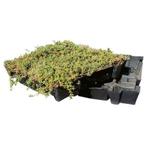 Sedumtray ECO voor groen dak, Bodembedekkers, Volle zon, Vaste plant, Ophalen of Verzenden