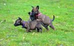 Mechelse of Hollandse PUPS te koop, Dieren en Toebehoren, Honden | Herdershonden en Veedrijvers, Nederland, 8 tot 15 weken, Teef