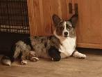 Welsh corgi cardigan dekreu bleu merle, Dieren en Toebehoren, Reu, Eén hond, 3 tot 5 jaar, Nederland