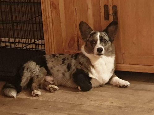 Welsh corgi cardigan dekreu bleu merle, Dieren en Toebehoren, Honden | Dekreuen, Reu, Particulier, Eén hond, Nederland, 3 tot 5 jaar