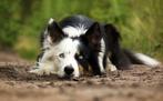 Prachtige tricolor border collie dekreu (volledig getest), CDV (hondenziekte), Particulier, 1 tot 2 jaar, Reu