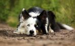 Prachtige tricolor border collie dekreu (volledig getest), Reu, CDV (hondenziekte), 1 tot 2 jaar, Eén hond