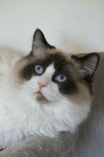 Ter dekking: Ragdoll Seal Bicolor dekkater met stamboom!, 0 tot 2 jaar