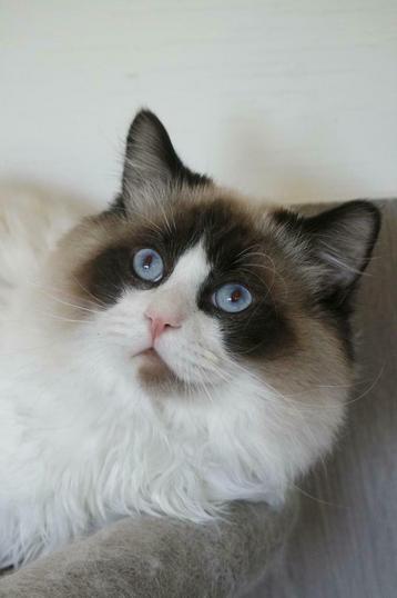 Ter dekking: Ragdoll Seal Bicolor dekkater met stamboom!  beschikbaar voor biedingen