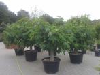 Vijgenboom / Vijgenbomen met 40/50 cm stamomtrek te koop, Ophalen of Verzenden, Volle zon, 100 tot 250 cm