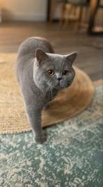 AANGEBODEN Prachtige lilac dekkater( NIET TE KOOP!! ), Dieren en Toebehoren, Katten en Kittens | Dekkaters