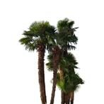 Trachycarpus fortunei palm SUPERKWALITEIT MET DIKKE STAMMEN