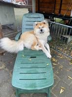 Unieke langharige Japanse Akita inu reu ter dekking, Dieren en Toebehoren, CDV (hondenziekte), Reu, Eén hond, 3 tot 5 jaar