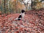 Friese stabij dekreu, Dieren en Toebehoren, Honden | Dekreuen, Particulier, 1 tot 2 jaar, Reu, Nederland