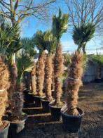 Trachycarpus wagnerianus palmbomen / palmen. alle afmetingen