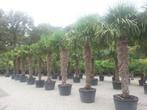 Trachycarpus fortunei palmbomen / palmen in diverse maten, Tuin en Terras, 250 tot 400 cm, Ophalen of Verzenden