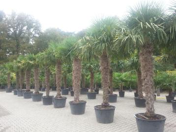 Trachycarpus fortunei palmbomen / palmen in diverse maten