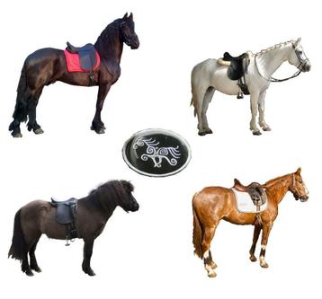 Westeind Zadelmakerij korte  ronde barokke paarden,  Zaldi beschikbaar voor biedingen