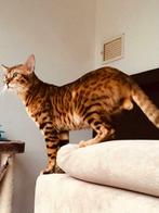 Bengaal Met Stamboom en bengaalse poes, Dieren en Toebehoren, Katten en Kittens | Dekkaters, 6 jaar of ouder