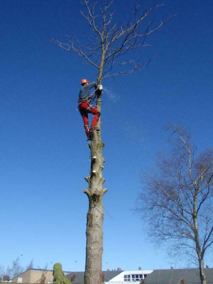 bomen rooien, Diensten en Vakmensen, Tuinmannen en Stratenmakers, Tuinonderhoud of Snoeiwerk