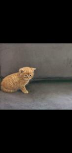 Prachtig kittens, Dieren en Toebehoren, Katten en Kittens | Dekkaters, 0 tot 2 jaar