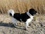 Friese stabij dekreu, 6 jaar of ouder, Reu, Eén hond, Nederland