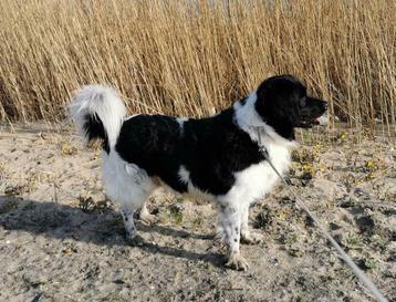 Friese stabij dekreu beschikbaar voor biedingen