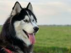 Husky dekreu, Particulier, Rabiës (hondsdolheid), 3 tot 5 jaar, Reu