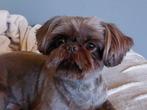 Shih tzu dekreu veel ervaring Coco kleur livergen ras zuiver, Dieren en Toebehoren, CDV (hondenziekte), Particulier, 3 tot 5 jaar