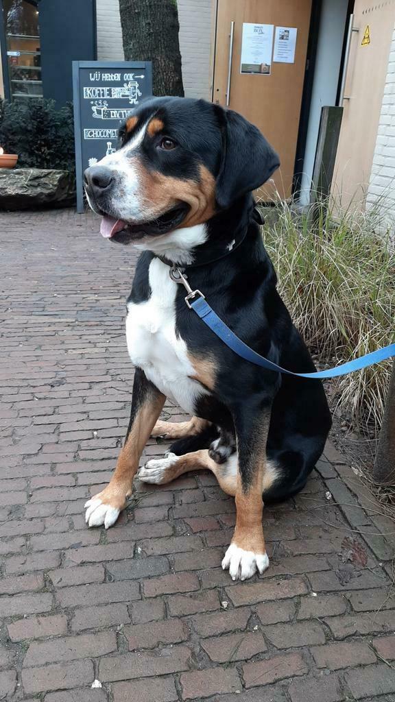 Dekreu Grote Zwitserse Sennenhond met stamboom en ervaring, Dieren en Toebehoren, Honden | Dekreuen, Reu, Particulier, Meerdere