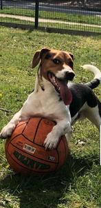 Jack russel dekreu, Dieren en Toebehoren, Honden | Dekreuen, België, Particulier, 1 tot 2 jaar, Eén hond