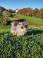 Mooie kleine merle tan Pomeriaan dekreu - Pomeranian dekreu, Dieren en Toebehoren, Honden | Dekreuen, Particulier, Rabiës (hondsdolheid)