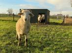 Geïsoleerde en onderhoudsvrije geiten/schapen/varkenshokken, Dieren en Toebehoren, Varken