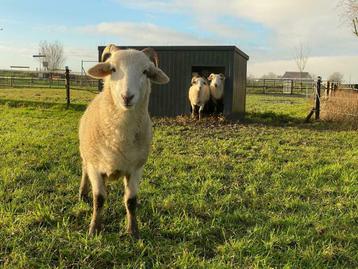 Geïsoleerde en onderhoudsvrije geiten/schapen/varkenshokken