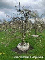 Prachtige OUDE PERENBOMEN, div. rassen en maten kom langs!, Tuin en Terras, Planten | Bomen, Ophalen of Verzenden