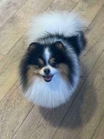 Ter dekking DEKREU mini Pomeranian Dwergkees Pomeriaan, Dieren en Toebehoren, Honden | Dekreuen, Reu, Eén hond, 3 tot 5 jaar, Nederland