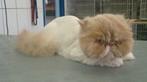 katten trimsalon Marina komt aan huis, Trimmen of Verzorging