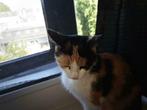 Poes en kat zoeken lief baasje., Dieren en Toebehoren