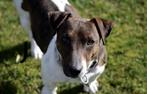 Mooie gespierde Jack- Russel dekreu, Dieren en Toebehoren, Honden | Dekreuen, Reu, CDV (hondenziekte), 1 tot 2 jaar, Meerdere
