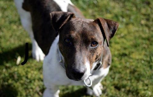 Mooie gespierde Jack- Russel dekreu, Dieren en Toebehoren, Honden | Dekreuen, Reu, Particulier, Meerdere, Nederland, 1 tot 2 jaar
