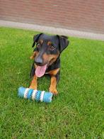 jack russel,russell,black and tan, dekreu, Dieren en Toebehoren, Particulier, Rabiës (hondsdolheid), 3 tot 5 jaar, Reu