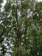 Boom vellen, Tuinonderhoud of Snoeiwerk