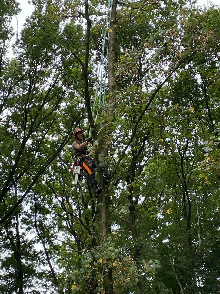 Boom vellen, Diensten en Vakmensen, Tuinmannen en Stratenmakers, Tuinonderhoud of Snoeiwerk