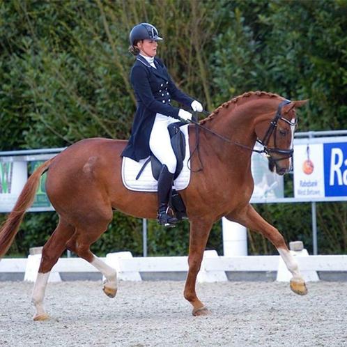 Gediplomeerd Dressuur Instructie, Diensten en Vakmensen, Dieren | Paarden | Verzorging, Oppas en Les, Paardrijles of Ponykampen