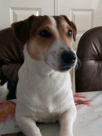Ter dekking drie kleurige jack russel, Dieren en Toebehoren, Honden | Dekreuen, Reu, 1 tot 2 jaar, Eén hond, Nederland