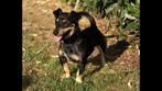 Ter dekking Jack Russel black and Tan, Reu, Eén hond, 3 tot 5 jaar, Nederland